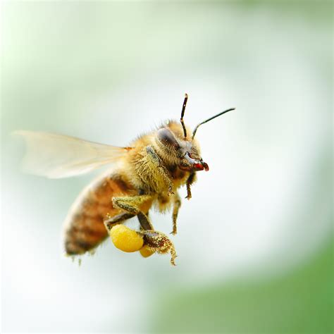 Honey Bees bet365