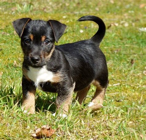 Preto en tan filhotes de jack russell