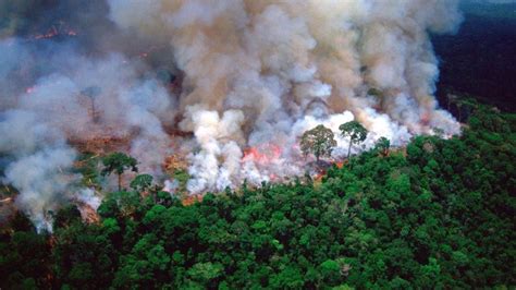 Rainforest Secrets Blaze