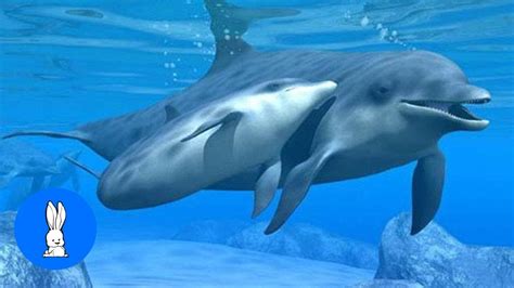 Wild Dolphins Novibet